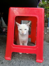 Portrait of cat sitting on chair