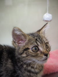 Close-up portrait of cat