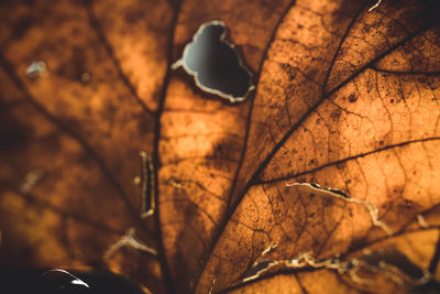 Close-up of dry leaves on tree during autumn