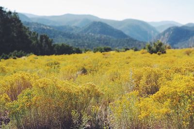 Scenic view of field and mountains