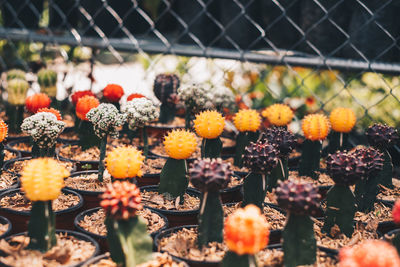 Close-up of orange flowering plants on fence
