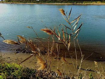 High angle view of grass on lakeshore