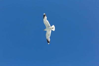 Low angle view of seagull flying