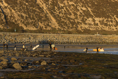 View of birds on beach