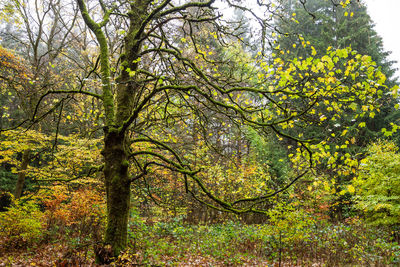 Trees in forest during autumn