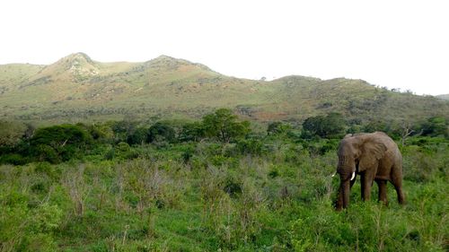 Elephant walking on mountain against clear sky