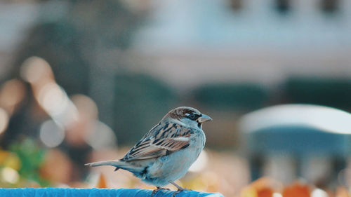 Close-up of bird perching