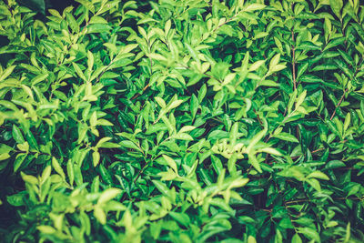 Full frame shot of fresh green plants