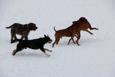 Dogs playing on a snow on a cloudy winter day