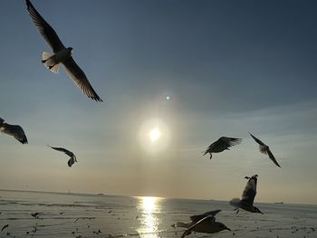 Low angle view of seagulls flying over sea against sky