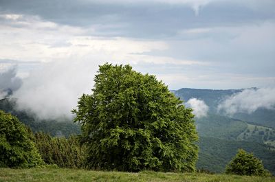 Scenic view of tree mountains against sky