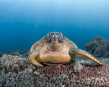 Face to face with a sea turtle. taken in the waters off apo island in the philippines.