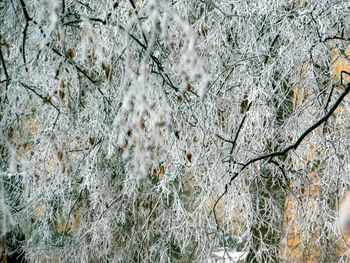 White flowers on snow covered tree