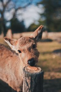 Close-up portrait of deer