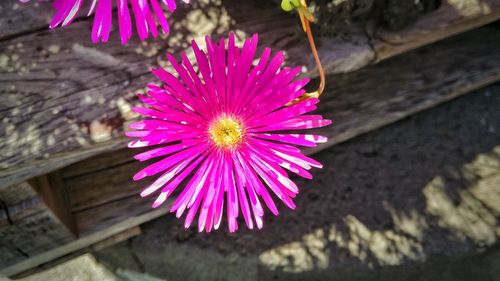 Close-up of pink flower blooming outdoors