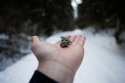 Close-up of a hand feeding on tree