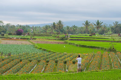 Scenic view of agricultural field against sky