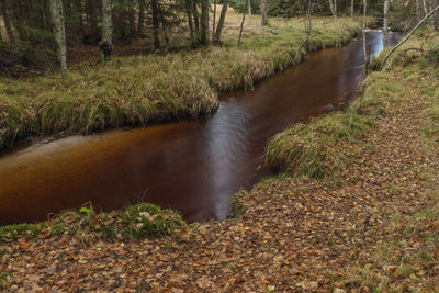 Stream flowing in forest