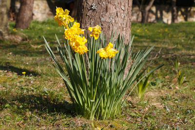 Close-up of yellow flowering plant on field