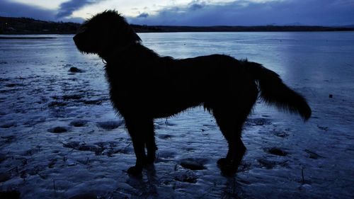 Dog standing on beach