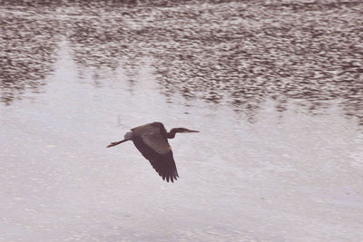 Bird flying over lake