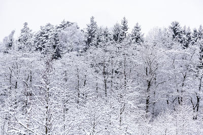 Snow covered pine trees in forest