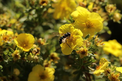 Close-up of bee pollinating on yellow flower