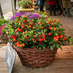 Close-up of potted plants in basket