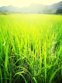 Crops growing on field