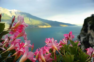 Close-up of pink flowers blooming by sea against sky