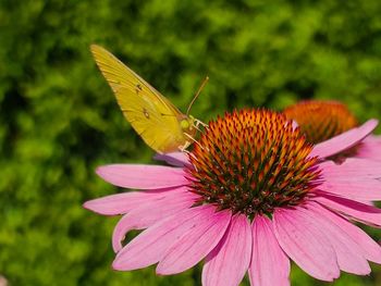 Butterfly on an eastern purple coneflower