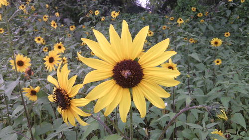 Close-up of yellow flower