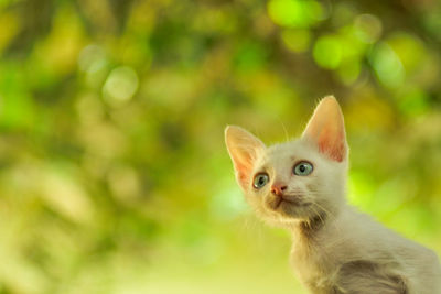 Close-up portrait of a cat