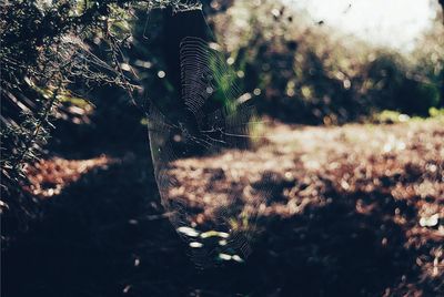 Close-up of plant against blurred background