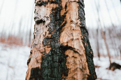 Close-up of tree trunk during winter. burnt tree