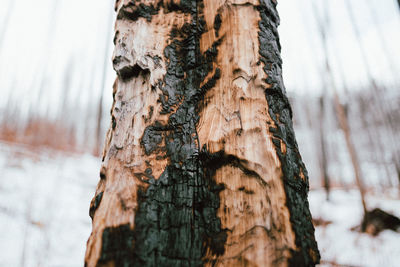 Close-up of tree trunk during winter