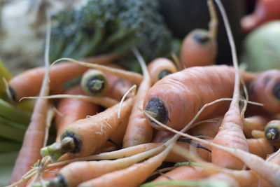 Close-up of carrots