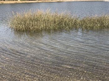 Scenic view of lake