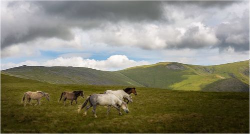 Horses grazing in the wild