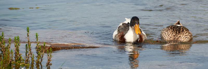Birds swimming in lake