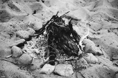 Close-up of crab on sand