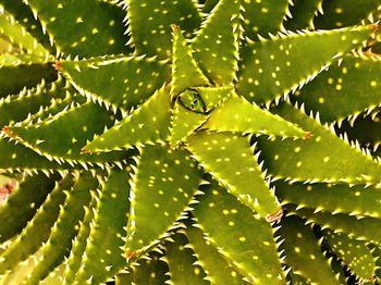 Full frame shot of leaves on plant