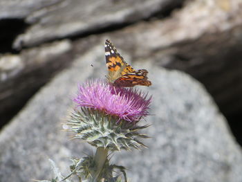 Close-up of butterfly pollinating on pink flower