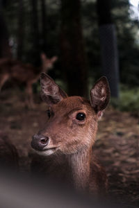 A close up portrait of young moose with forest background