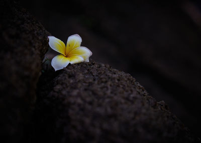 Close-up of white flowering plant