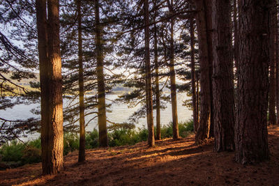 Pine trees in forest