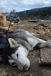 View of a sleeping resting on field