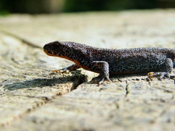 Close-up of lizard