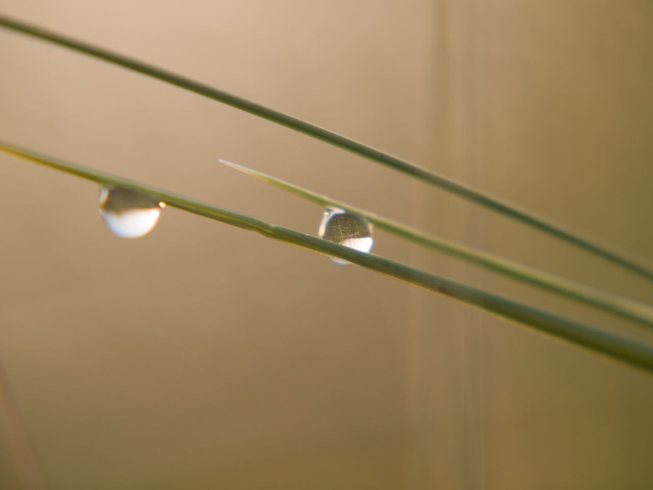 CLOSE-UP OF WET GRASS