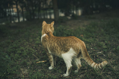 Tiger on field